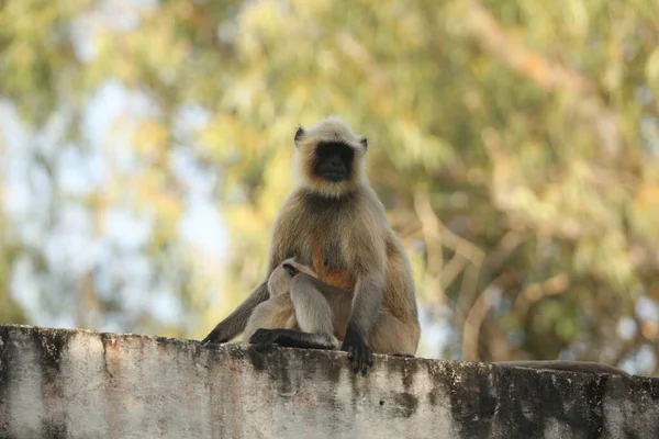 Gray Langur Wall — стоковое фото