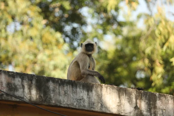 Gray Langur Wall — 图库照片