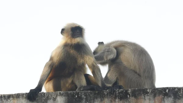 Gray Langur Wall — Stock Photo, Image