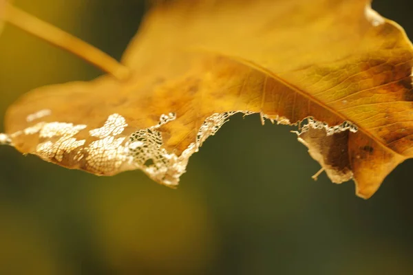 Damaged Dry Leaf Macro Shot — Zdjęcie stockowe