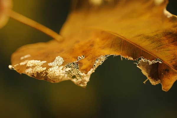 Damaged Dry Leaf Macro Shot — Zdjęcie stockowe