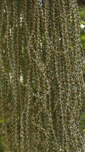 Hint Ayurveda İlaç Fabrikası