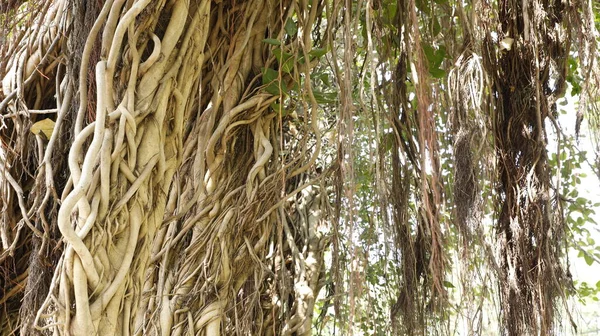 Büyük Bilgelik Ağacının Kökleri