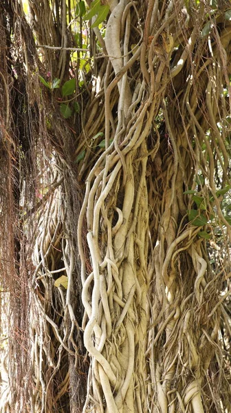 Kořeny Obrovského Stromu Moudrosti — Stock fotografie