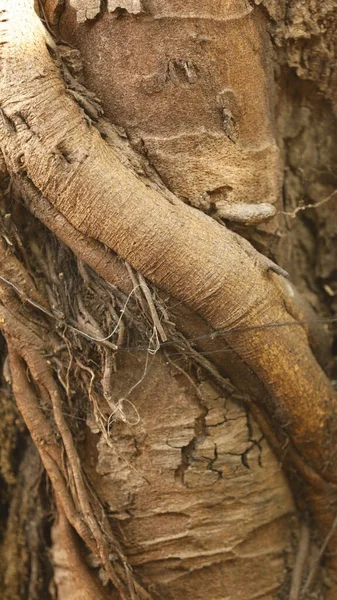 アーユルヴェーダの木の幹の質感 — ストック写真