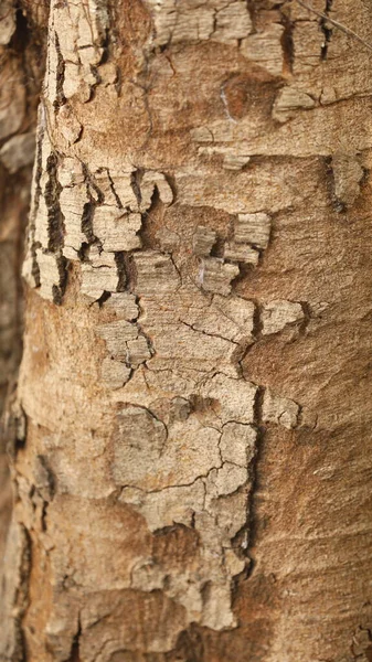 Ayurveda Tree Trunk Texture — Stock Photo, Image