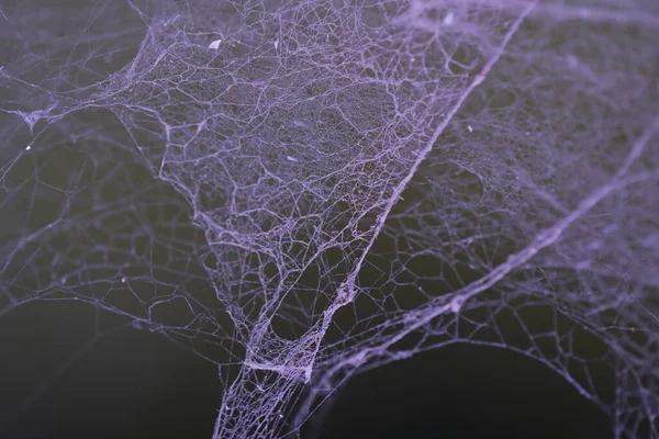 Gruselige Spinnennetz Makroaufnahme — Stockfoto