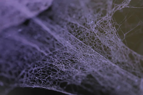 Gruselige Spinnennetz Makroaufnahme — Stockfoto