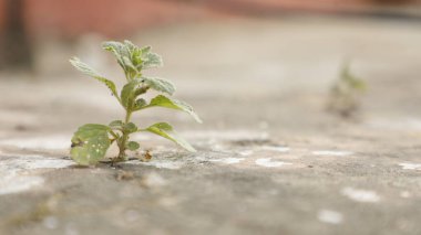 Hint Ayurveda İlaç Fabrikası