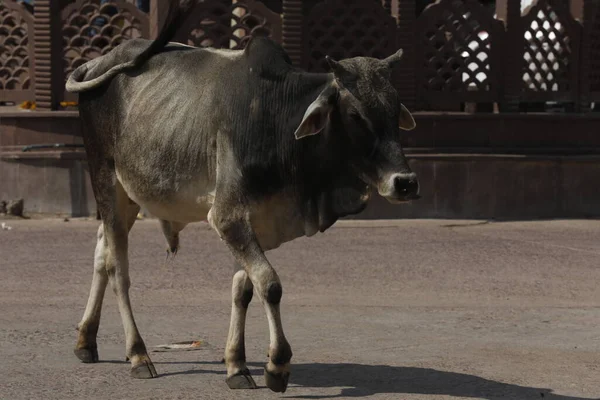 Cow on the road