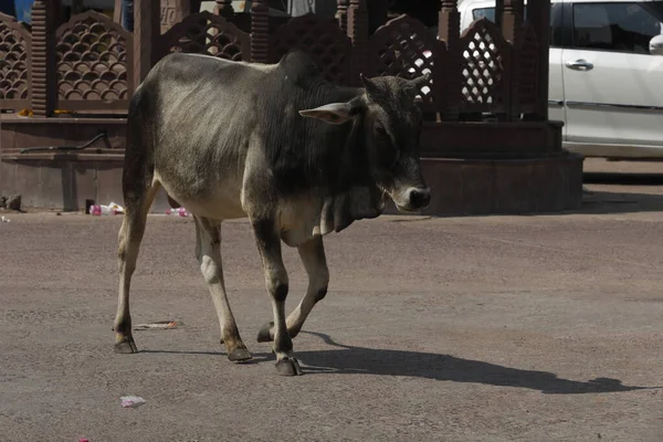 Cow on the road