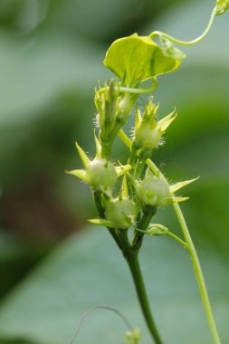 Ağaçtaki Hint İlaçlı Meyveleri