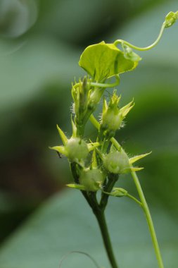 Ağaçtaki Hint İlaçlı Meyveleri