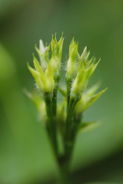 Ağaçtaki Hint İlaçlı Meyveleri