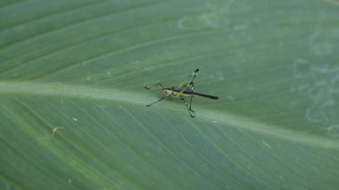 Çekirge Makro çekim
