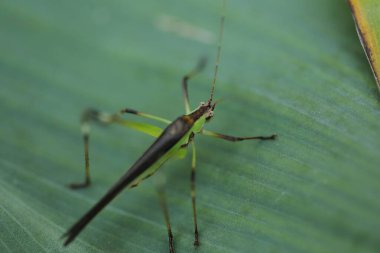 Çekirge Makro çekim