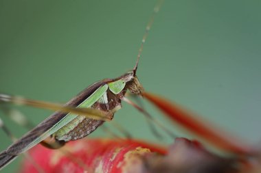 Çekirge Makro çekim