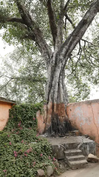Elhagyott Village House India — Stock Fotó