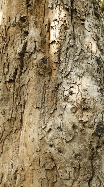 Textura Del Tronco Del Árbol Ayurveda —  Fotos de Stock