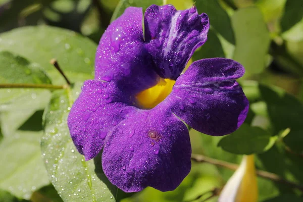 Plantas Medicadas Indianas Flores — Fotografia de Stock