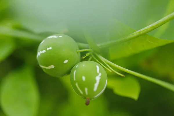 Frutas Medicadas Indianas Uma Árvore — Fotografia de Stock