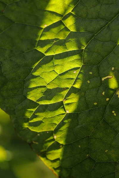 Feuille Plante Médicamenteuse Indienne Macro Shot — Photo