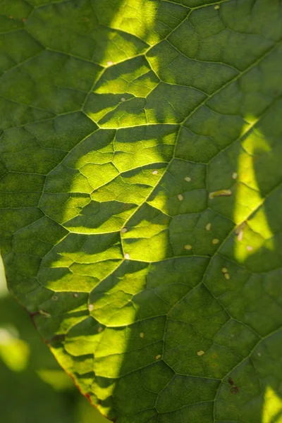 Feuille Plante Médicamenteuse Indienne Macro Shot — Photo