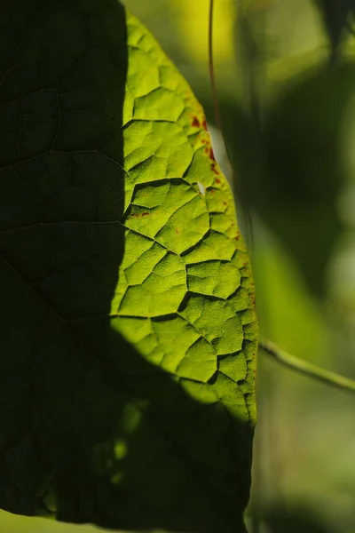 インドの薬用植物葉マクロショット — ストック写真
