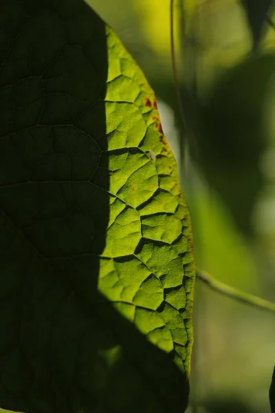 インドの薬用植物葉マクロショット — ストック写真