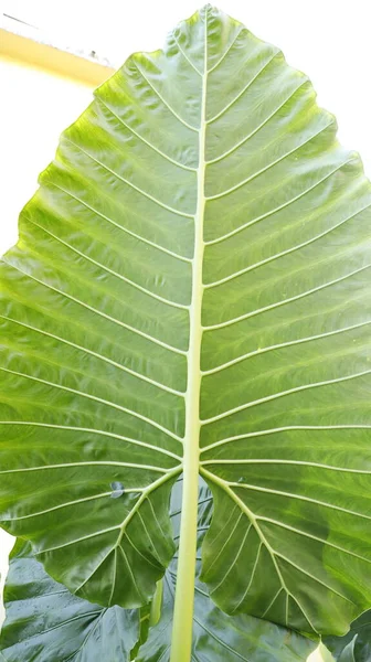 Indiase Gemedicineerde Plant Blad Macro Shot — Stockfoto