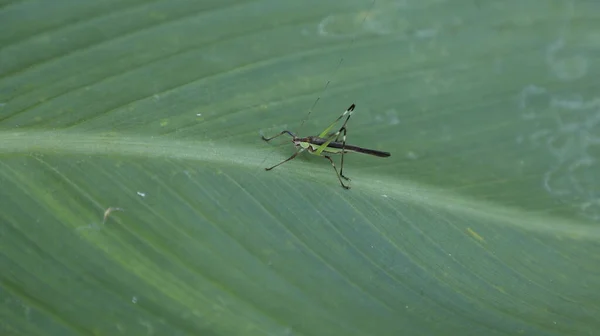 Μακρό Πλάνο Του Grasshopper — Φωτογραφία Αρχείου