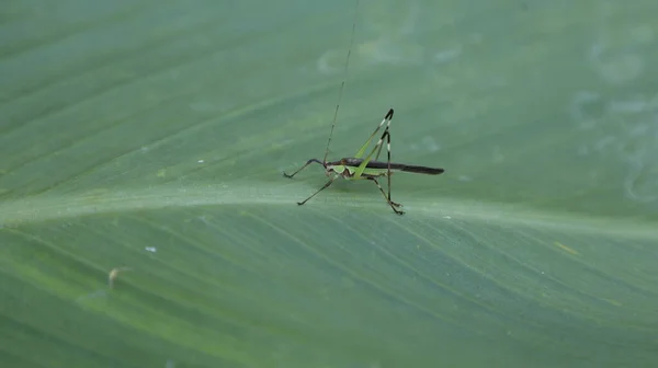 Grasshopperのマクロショット — ストック写真