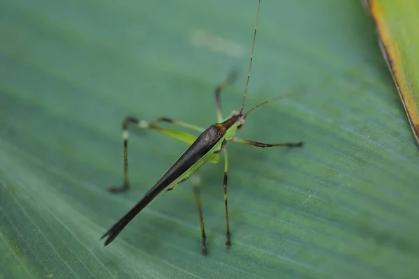 Μακρό Πλάνο Του Grasshopper — Φωτογραφία Αρχείου