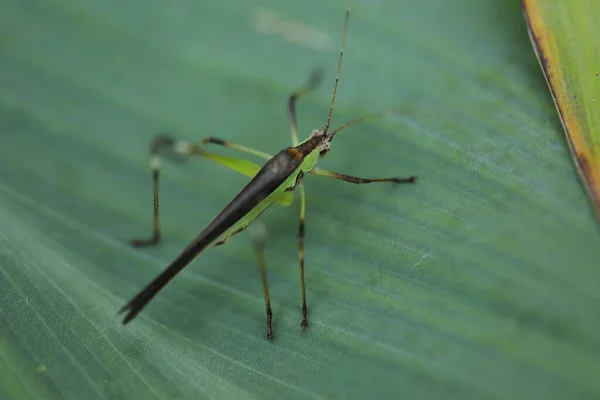 Grasshopperのマクロショット — ストック写真