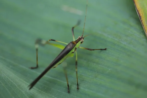 Macro Disparo Grasshopper — Foto de Stock