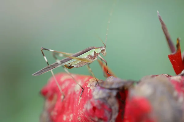 Macro Shot Van Grasshopper — Stockfoto