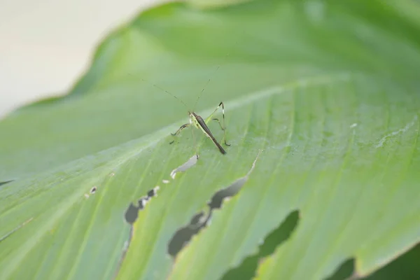 Makroaufnahme Von Grasshopper — Stockfoto