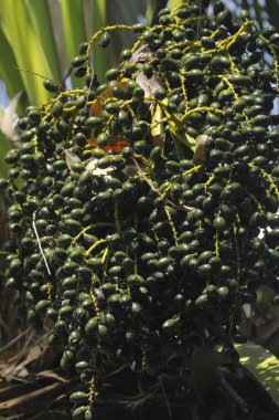 Ağaçtaki Hint İlaçlı Meyveleri