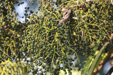 Ağaçtaki Hint İlaçlı Meyveleri