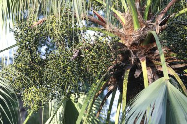 Ağaçtaki Hint İlaçlı Meyveleri