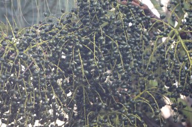 Ağaçtaki Hint İlaçlı Meyveleri