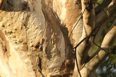 Ayurveda Ağaç Gövdesi Dokusu 