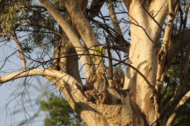 Ayurveda Ağaç Gövdesi Dokusu 