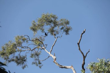 Ayurveda Ağaç Gövdesi Dokusu 