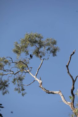 Ayurveda Ağaç Gövdesi Dokusu 