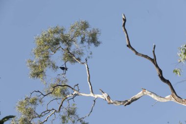 Ayurveda Ağaç Gövdesi Dokusu 