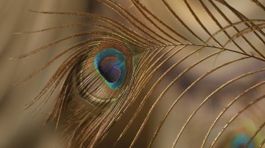 Bir tavus kuşu tüyü closeup