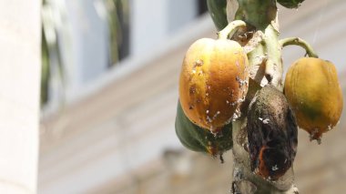 Papaya Fruits on the Tree In Garden
