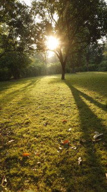 Güneş Ağaçların Arasında Işınlar