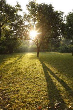 Güneş Ağaçların Arasında Işınlar